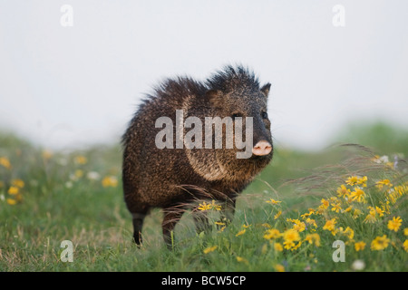 Javelina Tayassu tajacu pécari à collier adulte en matière d'Huisache Amblyolepis Daisy setigera Sinton Corpus Christi au Texas Banque D'Images