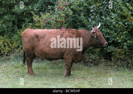 Les bovins domestiques (Bos primigenius, Bos taurus), race : Vogtlaender Bovins rouge. Vache dans un pâturage Banque D'Images