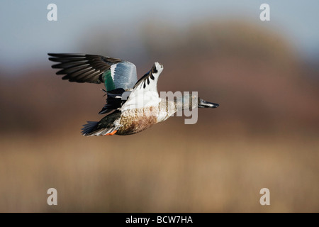 Le Canard souchet Anas clypeata immature en vol Bosque del Apache National Wildlife Refuge Nouveau Mexique USA Banque D'Images