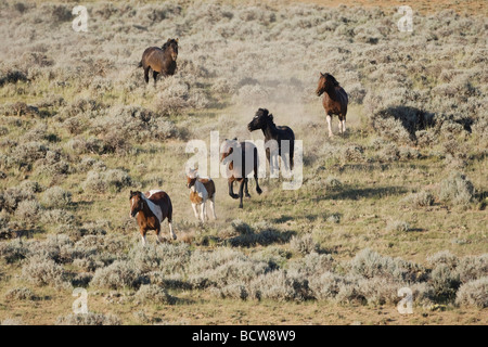 Troupeau de chevaux Mustang Equus caballus exécutant Pryor Mountain Wild Horse gamme Montana USA Banque D'Images