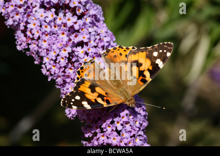 Un papillon belle dame à se nourrir dans le jardin de l'Angleterre, dans le Kent. Banque D'Images