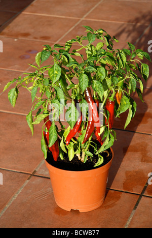 Large red chillies mûrir sur la plante, Espagne Banque D'Images