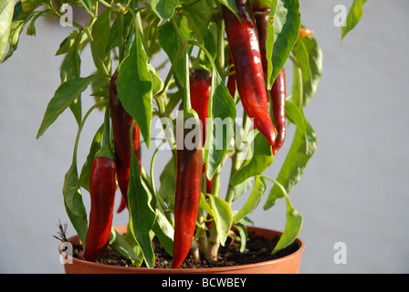 Large red chillies mûrir sur la plante, Espagne Banque D'Images