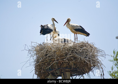 Dans la famille polonaise Stork nest sur haut de poteau. Banque D'Images