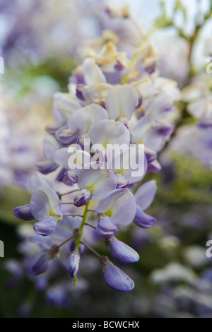 Glycine en fleur Banque D'Images