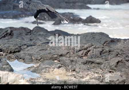 Frégate oiseau se nourrissant sur les poissons au large des rochers Isabela Island, Galapagos. Il y a deux types de frégates de Galapagos, le Grand et le magnifique frégate. Banque D'Images