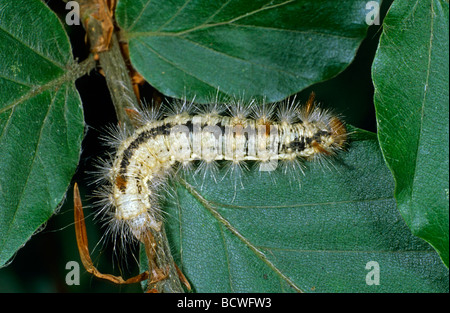 Écrou-tree tussock (Colocasia coryli), Caterpillar Banque D'Images