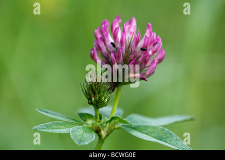 Trèfle des prés, trèfle rouge (Trifolium pratense) Banque D'Images