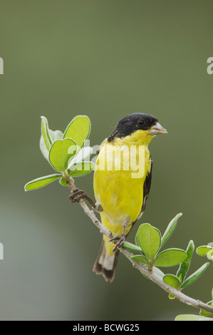 Chardonneret mineur Carduelis psaltria adossés noir homme perché Uvalde County Texas Hill Country USA Avril 2006 Banque D'Images