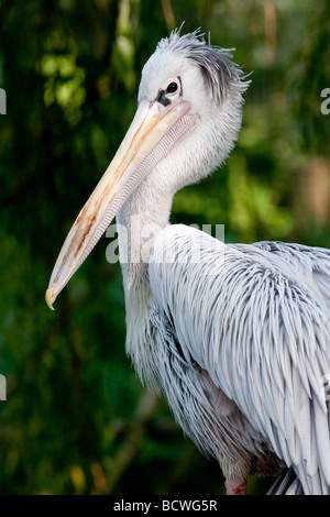 Pelican adossés rose (Pelecanus rufescens) Banque D'Images