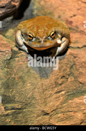 Colorado (Bufo alvarius) Banque D'Images