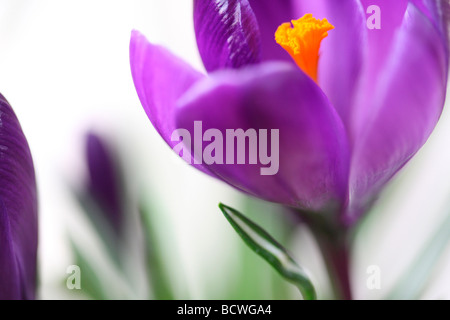 Beau printemps crocus fine art photography Photographie Jane Ann Butler JABP334 Banque D'Images