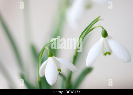 Minime et contemporaine de la classique snowdrop galanthus fine art photography Photographie Jane Ann Butler JABP336 Banque D'Images