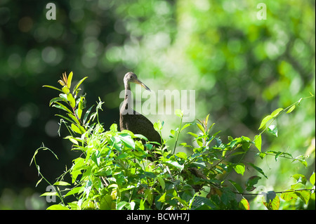 Aramus guarauna Limpkin Brésil Banque D'Images