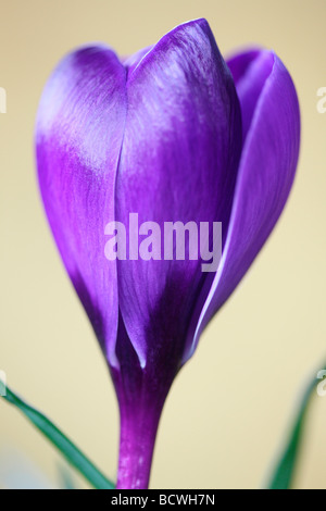 Beau printemps crocus ouverture fine art photography Photographie Jane Ann Butler JABP339 Banque D'Images