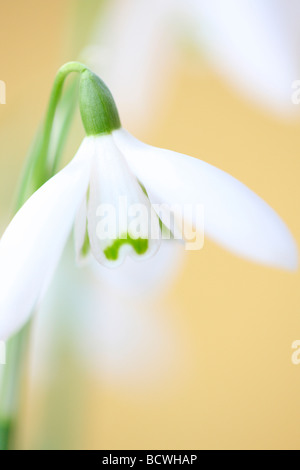 Belle et délicate fleur emblématique d'janvier début du printemps fine art photography Photographie Jane Ann Butler JABP331 Banque D'Images
