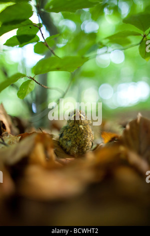 Petit robin dans la forêt Banque D'Images