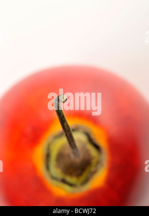 (Solanum betaceum tamarillo, syn. Quercus rubra betacea) Banque D'Images