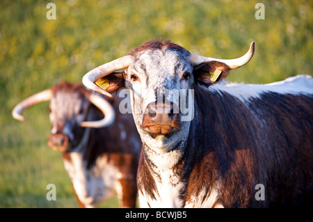 English Longhorn bovins. Banque D'Images