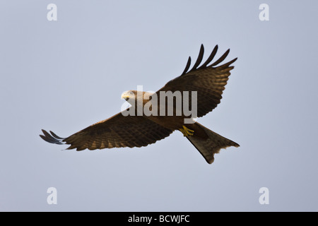 Yellow-Kite (Milvus aegyptius), Chobe National Park, Botswana, Africa Banque D'Images