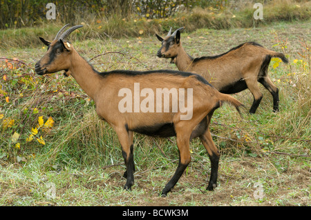 Chèvre domestique allemand, fauve améliorée (Capra aegagrus hircus). Deux personnes sur un pré Banque D'Images