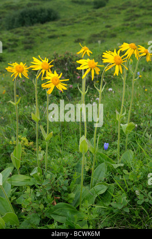 Arnica des montagnes (Arnica montana), groupe des plantes à fleurs Banque D'Images