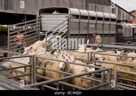 Déchargement d'agriculteurs / moutons brebis de l'arrière de la remorque de bétail aux enchères marché de l'élevage de moutons à Banque D'Images