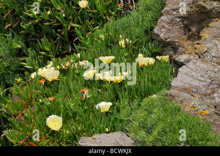 Carpobrotus edulis Hottentot Fig sur les falaises de Cornwall le lézard Banque D'Images