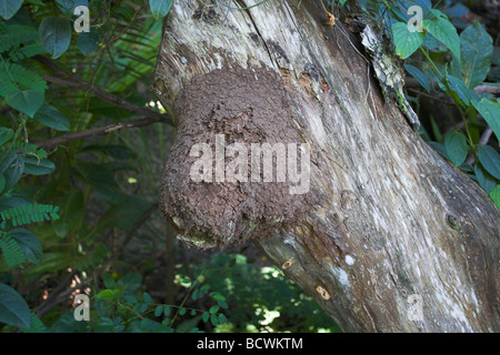 Pulpost spp. Nasutitermes spp. nichent sur l'arbre à Praslin, Seychelles en mai. Banque D'Images