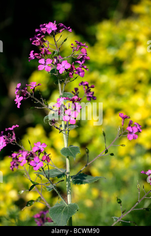 Lunaria honnêteté Banque D'Images