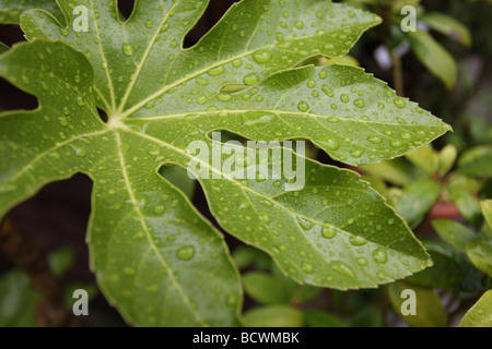 Close up of gouttes de pluie sur une feuille. Banque D'Images