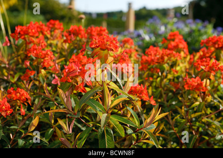 'Fireglow' Griffith, de l'euphorbe ésule (Euphorbia griffithii) Eldtörel Banque D'Images