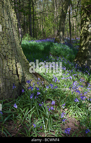Jacinthes dans un bois ensoleillée Banque D'Images