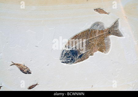 Phareodus fossiles de poissons de l'espèce Laggerstatte les dépôts, la Formation de Green River, Wyoming, USA ère Éocène par Dominique Braud/Dembinsky Assoc Photo Banque D'Images