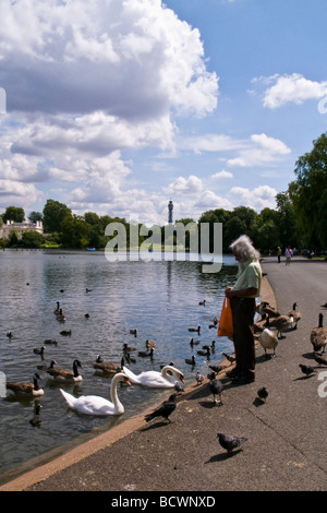 Un vieil indien nourrir les oiseaux sur le lac de plaisance dans Regent's Park, Londres. La tour de télécommunication peuvent être consultés dans la distance. Banque D'Images