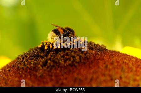 Bourdon Bombus fervidus sur le tournesol, close-up Banque D'Images