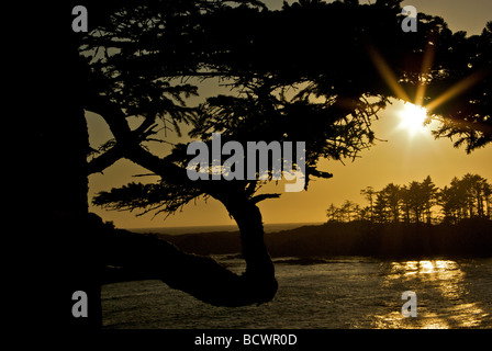 Soleil qui brille à travers épinettes océan robuste arbre gravé vent Hetinkis littoral côte ouest Park sur Sentier Wild Pacific Banque D'Images
