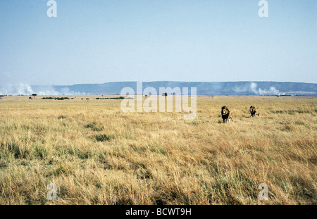 Deux lions mâles adultes se déplaçant dans les feux d'herbe de prairie savane ouverte à distance le Masai Mara National Reserve Afrique Kenya Banque D'Images