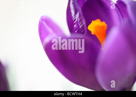 Beau printemps crocus fine art photography Photographie Jane Ann Butler JABP337 Banque D'Images