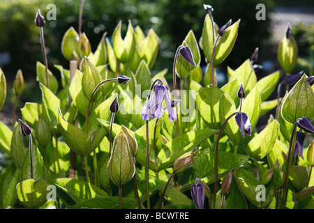 'Floris V' clematis solitaires, Helbladig klematis (Clematis integrifolia) Banque D'Images