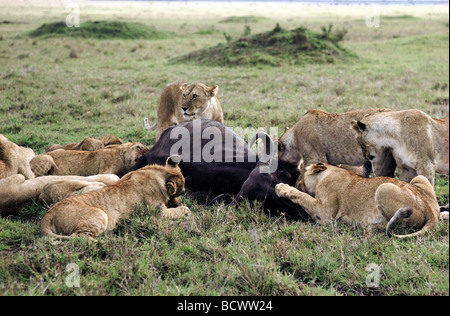 Pride of Lions lionnes et leurs petits se nourrissent de carcasses de bison fraîchement killes Masai Mara National Reserve Kenya Afrique de l'Est Banque D'Images