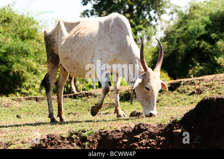 Une vache broute de l'herbe dans le sud de l'Inde. Les vaches sont comme les animaux à l'apposition des saints hindous en Inde. Banque D'Images