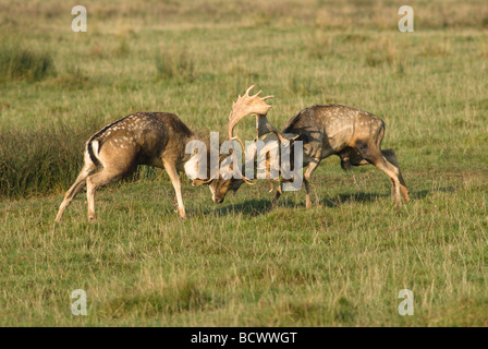 Vue spectaculaire de mâles qui se battent dans l'ornière, bois qui s'affrontent, cerfs en jachère, Dama dama, Royaume-Uni Banque D'Images