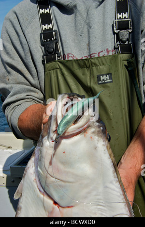 Le sport du flétan du Pacifique poisson pris avec grub en plastique silicone lure Banque D'Images