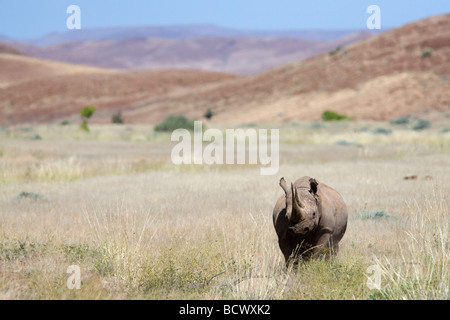 Adapté du désert rhinocéros noir Diceros bicornis bull région Kunene Namibie Banque D'Images