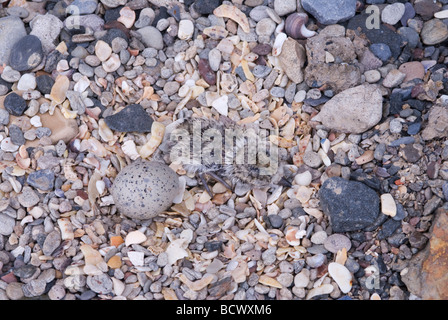 Pluvier annelé, Charadrius hiaticula, en nid, un poussin un œuf camouflé dans des galets et des galets, Northumberland UK May Banque D'Images