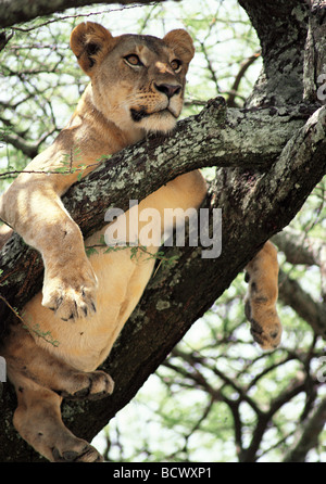 L'accrobranche lionne avec ventre plein repos dans Acacia tree In The Serengeti Tanzanie Afrique de l'Est Banque D'Images