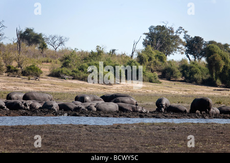 Un grand groupe d'hippos dormir et se reposer sur un banc de sable dans la rivière Chobe au Botswana. Banque D'Images