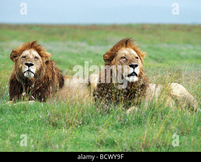 Deux lions mâles matures avec des manes assis dans le cratère du Ngorongoro Tanzanie Afrique de l'Est Banque D'Images