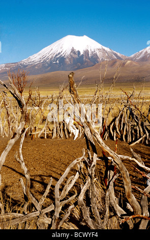 Enclos de moutons avec Nevados de Payachata : Pomerape y Parinacota. Le parc national de Sajama, Bolivie, Amérique du Sud Banque D'Images